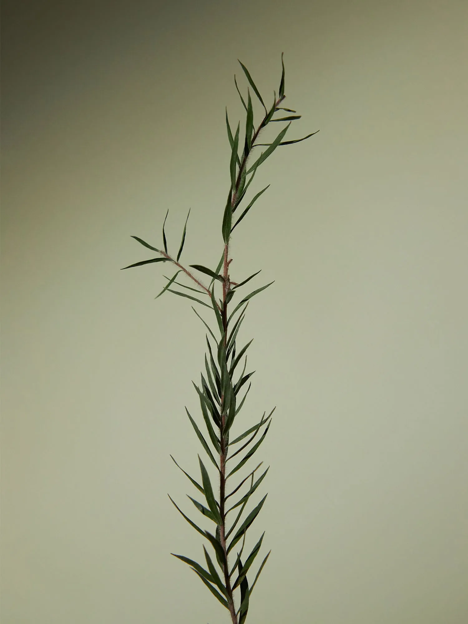Tea Tree Balancing Toner